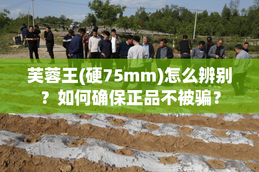 芙蓉王(硬75mm)怎么辨别？如何确保正品不被骗？